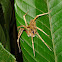 tropical wolf spider