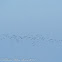 Lapwing, Peewit