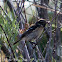 Stonechat; Tarabilla Común