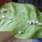 Mealybug