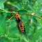Cotton Stainer bug