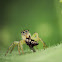 Jumping Spider