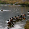 Mallard