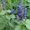 Mystic Spires Sage