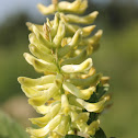 Canada Milkvetch
