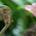 Old World Forked Fern