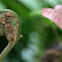 Old World Forked Fern