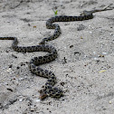 Eastern Fox Snakes