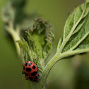 Spotted Lady Beetle