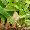 Groundstreak
