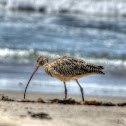 Long Billed Curlew