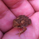 American Toad