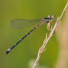 Rambur's Forktail