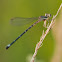 Rambur's Forktail
