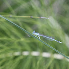 White-legged Damselfly