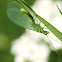 Green Lacewing