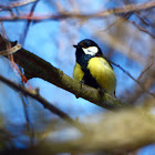 Great Tit