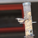 Black-Capped Chickadee