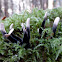 Candlesnuff fungus