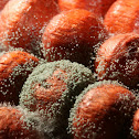 Mold