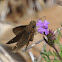 Clouded Skipper