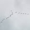 Straw-necked Ibis