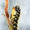 Mosaic Butterfly caterpillar