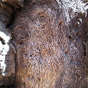 Wood Boring Beetle