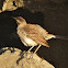 Galápagos Mockingbird