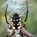 Black-and-Yellow Garden Spider
