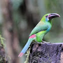 toucan