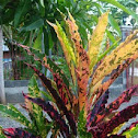 Garden Croton
