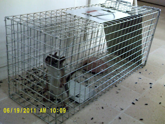 Spotting Image 1