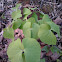 Twinleaf