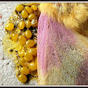 Rosy Maple Moth (eggs)