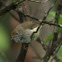 Brown Thornbill