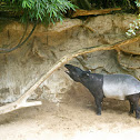 Malayan Tapir