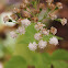 White snakeroot