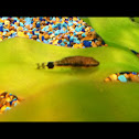 Oto catfish