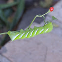 Tobacco Horn Worm