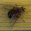 Grey Rutilia Fly