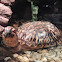 Box Turtle