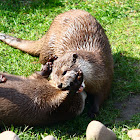 Otter