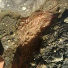 Earthworms