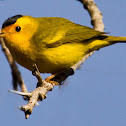 Wilson's Warbler