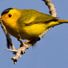 Wilson's Warbler