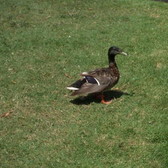 Spotting Image 1