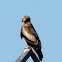 Booted Eagle; Aguila Calzada