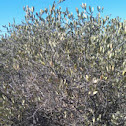 Jojoba
