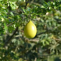Totumo